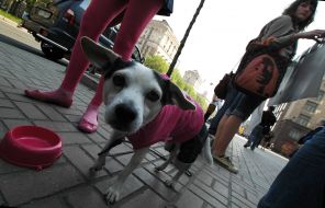 Dog in pink