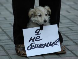 Puppy with a tablet ”I am not mad”