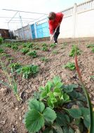 Woman weeds vegetable patches