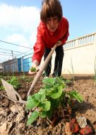 Woman weeds vegetable patches