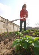 Woman weeds vegetable patches