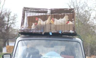 Hens are in cage
