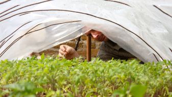 A man is engaged in garden works