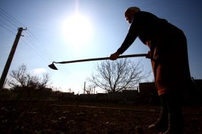 Woman weeds vegetable patches