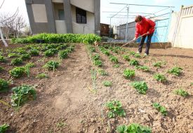 Woman weeds vegetable patches