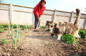Woman weeds vegetable patches