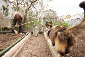 Woman weeds vegetable patches