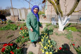 Woman gathering narcissus