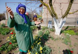 Woman gathering narcissus