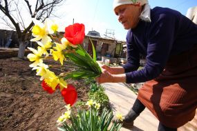 Woman gathering tulips