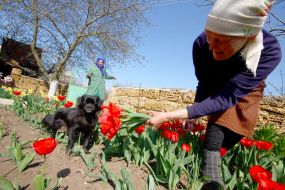 Woman gathering tulips