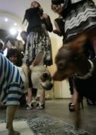 Той-тер’єри