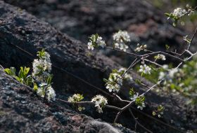 Cherry tree blossom