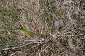 National park ”Stone graves”