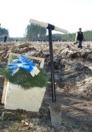 Pine-tree ordinary nursery transplants