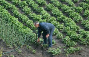 A man pours a vegetable garden