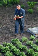 A man is engaged in garden works