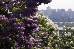 The lilac flowers