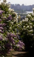 The lilac flowers