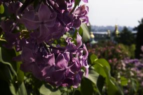 The lilac flowers