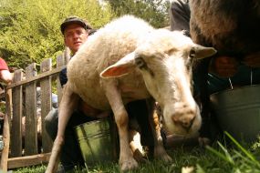 A мan milks a sheep