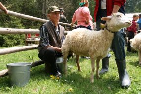 A мan milks a sheep
