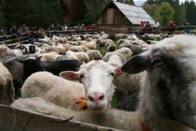 Herd of sheep