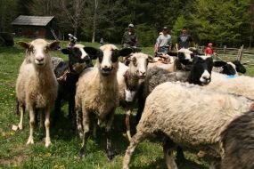 Sheep