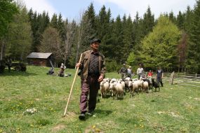 Guzul with sheep