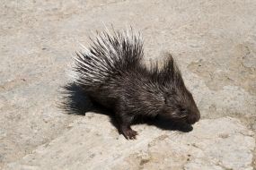 Porcupine