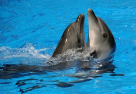 Дельфіни