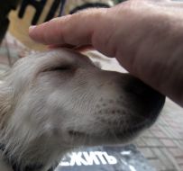 Участник акции “Стоп зооциду в Киеве”