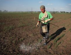 A worker spills the fertilizers