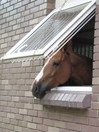 Horse stand in the stall of the Out-of-town club of riding