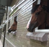 Horse stand in the stall of the Out-of-town club of riding