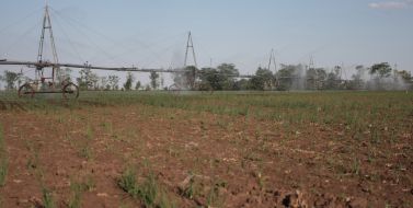 Фрегат поливает арендованное поле