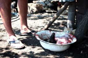 Кот сидит возле миски с потрохами