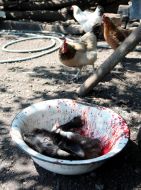 Потрохи в миске