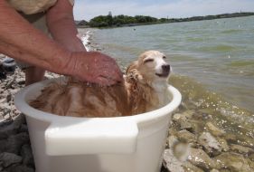 The habitant of Evpatoria washes a dog