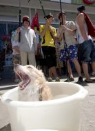 A dog yawns