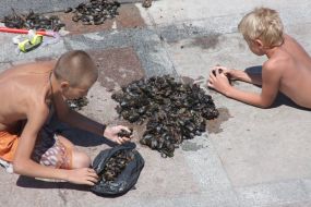Boys sort out the mussels collected in a sea