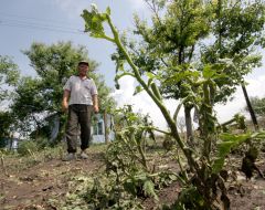 Broken bushes of tomatoes