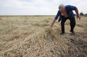 Destroyed grain crops