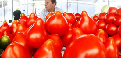 Tomatoes at the market