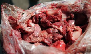 A fly sits on the piece of meat