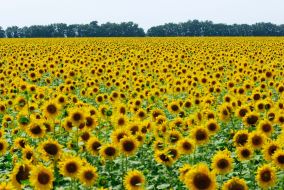 Feature. Sunflowers