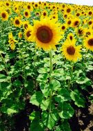 Feature. Sunflowers