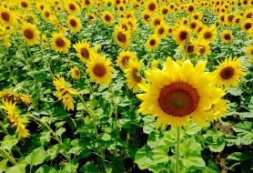 Feature. Sunflowers