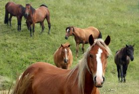 Horses