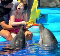 Session of Dolphin Assisted Therapy